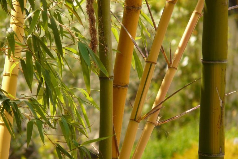 Is Homegrown Bamboo Worth Money? | Ambient® Building Products