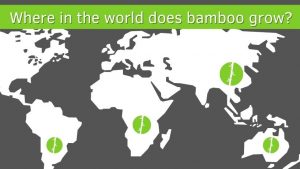 Map World Where Bamboo Grow 300x169 