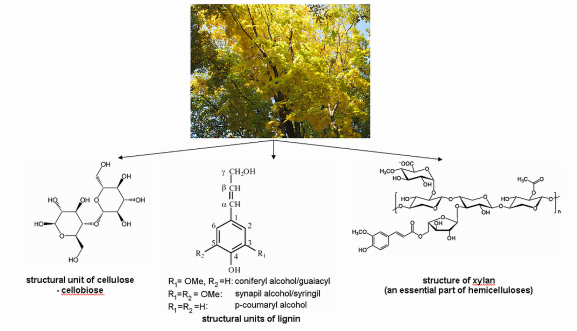 chemical-structure-of-wood-the-greener-living-blog