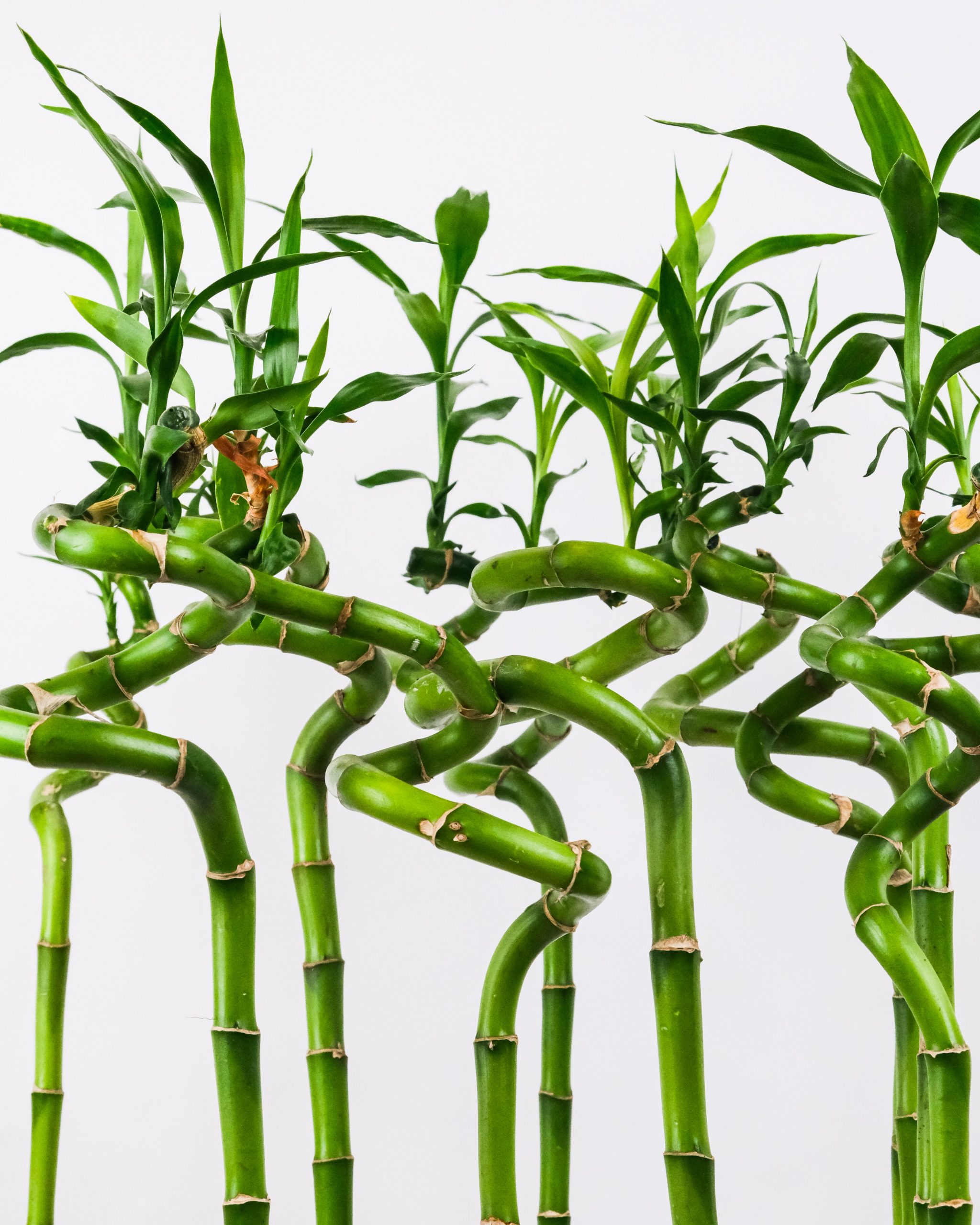 Benefits Of Lucky Bamboo At Home