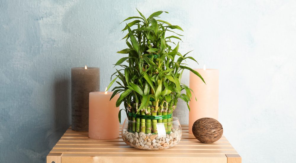 This Award-Winning Bamboo Eyewear Plants a Tree Every Time You Buy