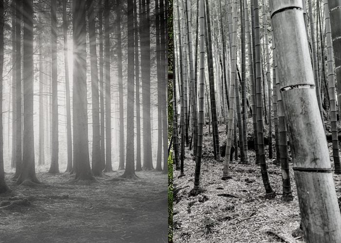https://www.ambientbp.com/blog/wp-content/uploads/2023/08/hardwood-vs-bamboo-forest.jpeg