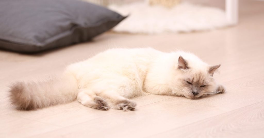 low voc flooring - safe for pets and children 